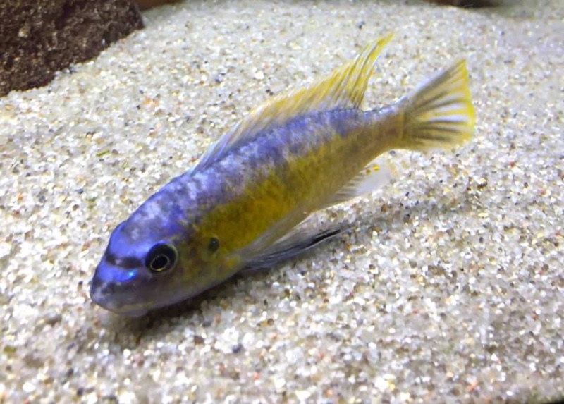 Labeotropheus trewavasae 'Chirwa Island'